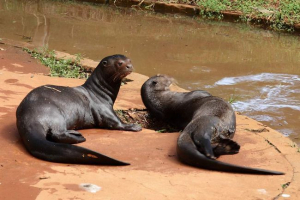 Brazil otter, ő gigantikus